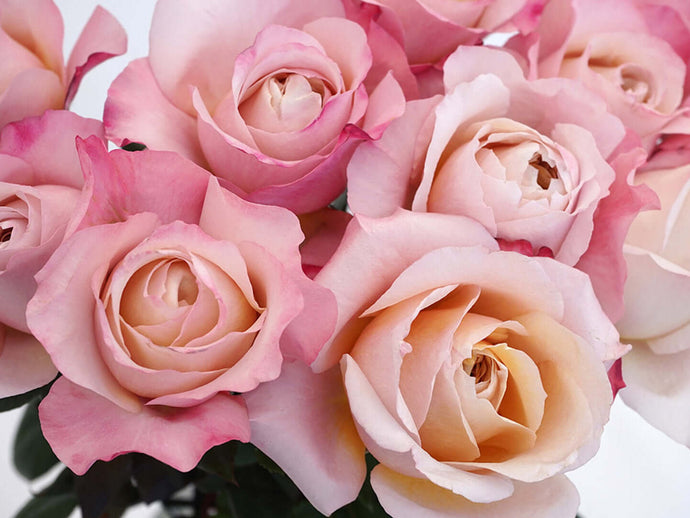 Garden Roses!