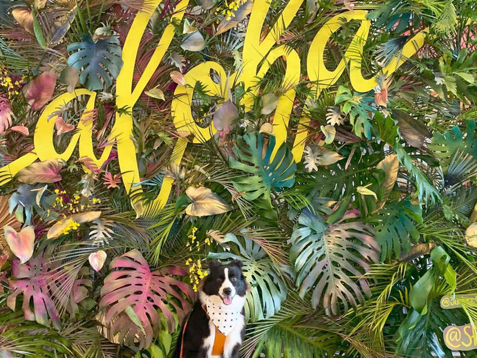 Aloha!